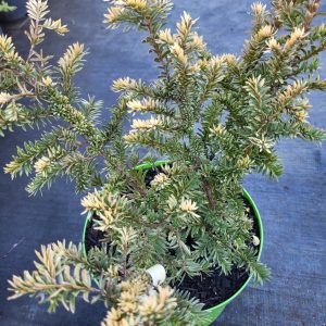 Cis pospolity 'Elegantissima'