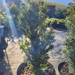 Cis pośredni 'Hicksii'