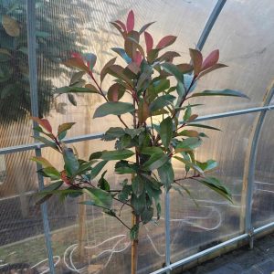 Głogownik Frasera 'Red Robin' - na nodze