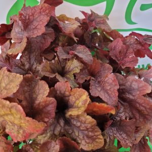 Żurawka 'Buttered Rum'