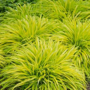 Hakonechloa