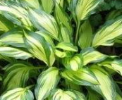 Funkia - Hosta 'Merry Berry'