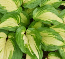Funkia-Hosta 'Raspberry Sundae'