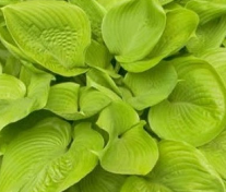 Funkia - Hosta 'Sum and Substance'