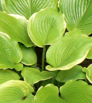 Funkia - Hosta 'Winter Snow'