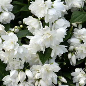 Jaśminowiec 'Snowbelle'