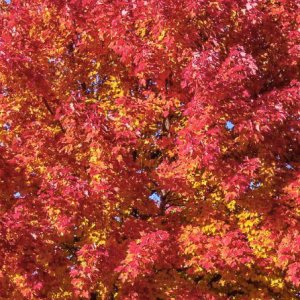 Klon czerwony - Acer rubrum