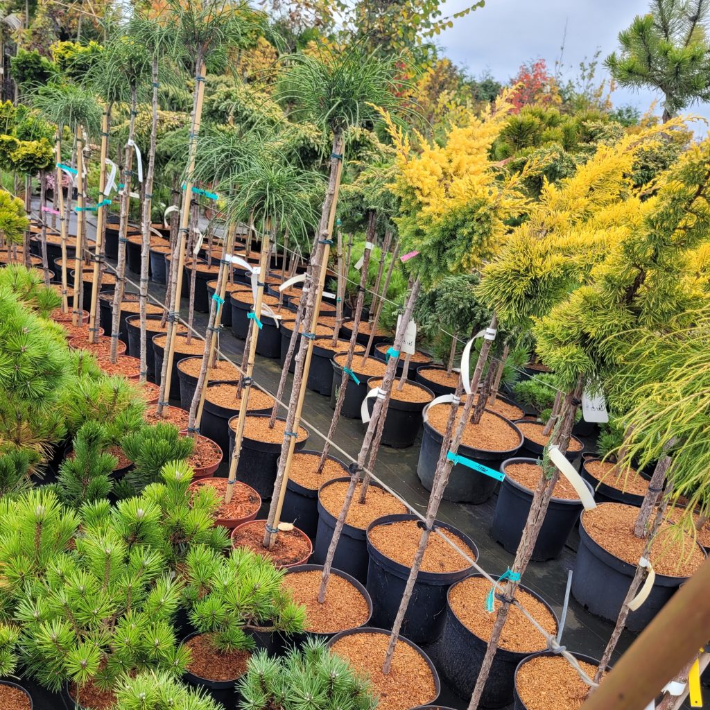 Drzewa i krzewy iglaste