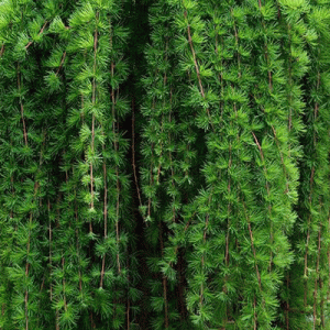 Modrzew zwisający szczepiony na pniu