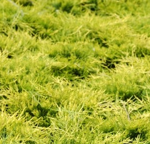 Jałowiec Pfitzera 'Old Gold'