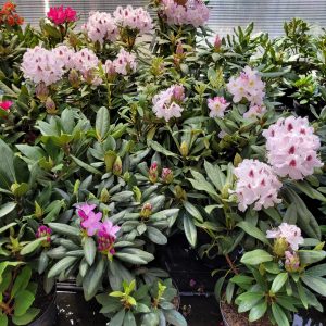 Różaneczniki (rhododendron)