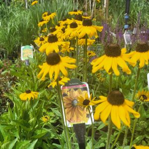 Rudbeckia