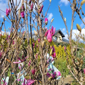 Magnolia 'Susan'