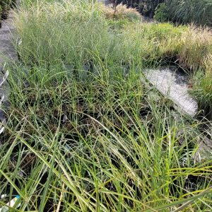 Pozostałe trawy ozdobne