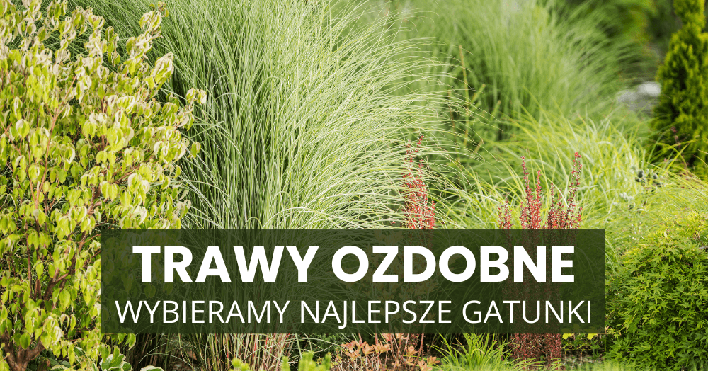 Trawy ozdobne na wiosnę – poradnik po najpiękniejszych gatunkach.