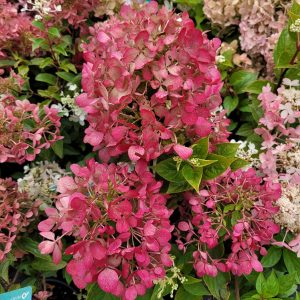 Hortensja bukietowa 'Diamant Rouge'®