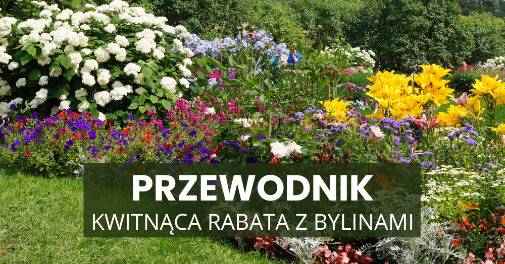 Jak stworzyć kwitnącą rabatę z bylinami? Przewodnik dla ogrodników.
