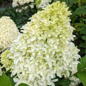 Hortensja bukietowa 'Bobo’