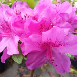 Azalia japońska 'Blaue Donau'