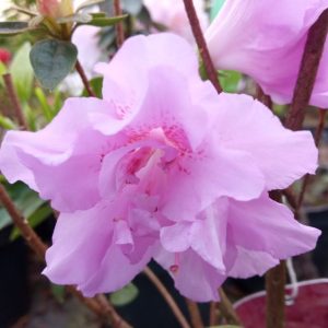 Azalia japońska 'Elsie Lee'