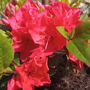 Azalia japońska 'Geisha orange'