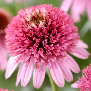 Jeżówka 'Butterfly Kisses'