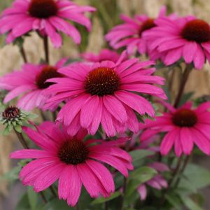 Jeżówka 'Sensation Pink'