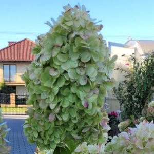 Hortensja bukietowa 'Diamantino'®