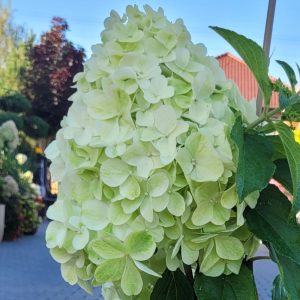 Hortensja bukietowa 'Hercules'®