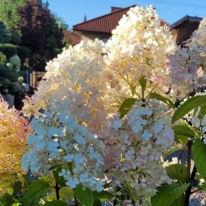 Hortensja bukietowa 'Little Alf'