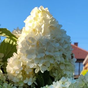 Hortensja Bukietowa 'Little Fresco'®