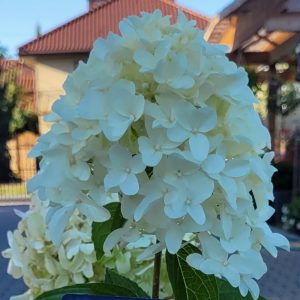 Hortensja Bukietowa 'Skyfall'®