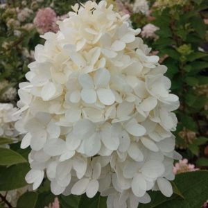 Hortensja bukietowa 'Magical Sweet Summer'®