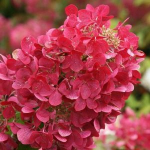 Hortensja bukietowa 'Wim's Red'®