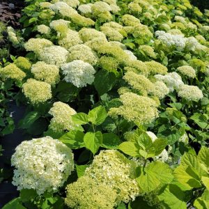 Hortensje Krzewiaste