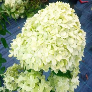 Hortensja bukietowa 'Limelight'®