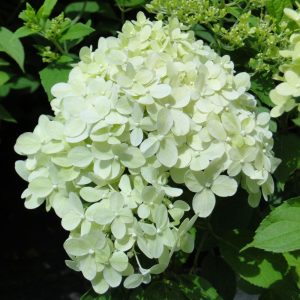 Hortensja bukietowa 'Phantom'