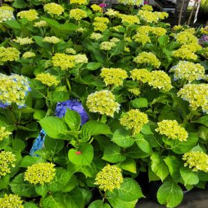 Pozostałe hortensje