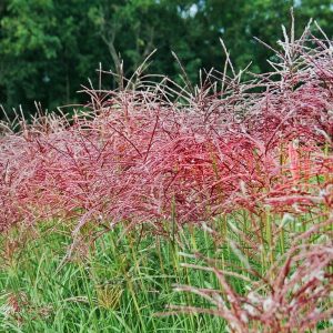 Miskant Chiński 'Ferner Osten’