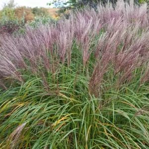 Miskant Chiński 'Flamingo’