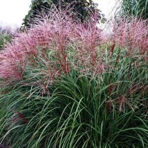 Miskant Chiński 'Krater’