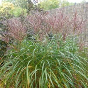 Miskant Chiński 'Sirene'