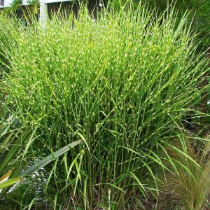 Miskant Chiński 'Strictus'