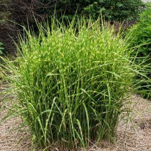 Miskant Chiński 'Strictus Dwarf'