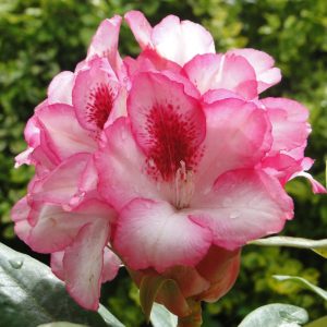 Różanecznik 'Hachmann's Charmant'