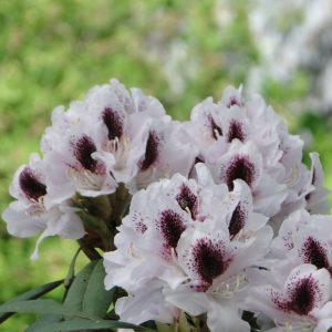 Różanecznik 'Calsap'