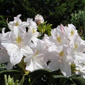 Różanecznik 'Catawbiense Album'