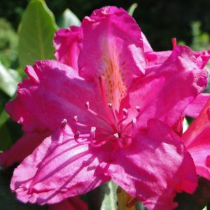 Różanecznik 'Pearces American Beauty'