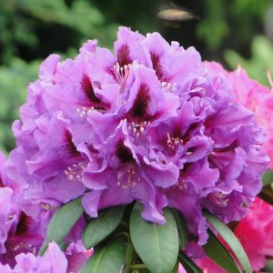 Różanecznik 'Rasputin'