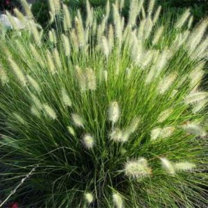 Rozplenica Japońska 'Hameln'